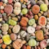 10 Large Lithops Live Plants Mix Colorful Succulents Living Stones for Indoor Outdoor Planting