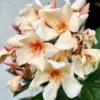 2 Salmon Oleander Plants Live, 5-7 Inch Tall Shrub Bush Live Plants, Beautiful Flowering