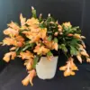 2 Yellow Christmas Cactus Plants Live Holiday Thanksgiving Easter Cactus Cold Hardy Indoor Outdoor 4-8 Inch Tall