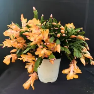2 Yellow Christmas Cactus Plants Live Holiday Thanksgiving Easter Cactus Cold Hardy Indoor Outdoor 4-8 Inch Tall