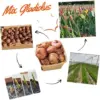 20 Mix Gladiolus Bulbs for Planting, Hardy Spring Large Flower Bulbs, Vibrant Mixed Colors