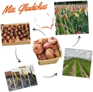 20 Mix Gladiolus Bulbs for Planting, Hardy Spring Large Flower Bulbs, Vibrant Mixed Colors