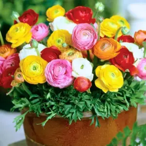25 Ranunculus Bulbs for Fall Planting - Perennial Flower Corms, Mixed Colors, 10-12in Tall