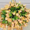4 Yellow Christmas Cactus Plants Live Holiday Houseplants, Cold Hardy, 5-9" Tall, No Pot - Ideal for Indoor/Outdoor