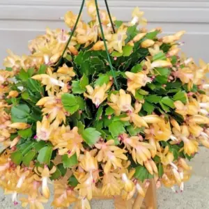 4 Yellow Christmas Cactus Plants Live Holiday Houseplants, Cold Hardy, 5-9" Tall, No Pot - Ideal for Indoor/Outdoor