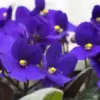 African Violet Live Plant - 4 Inch Pot, Dark Blue Flower - Indoor Houseplant