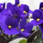 African Violet Live Plant - 4 Inch Pot, Dark Blue Flower - Indoor Houseplant