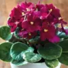 African Violet Live Plant Burgundy Red Indoor Houseplant 4 Inch Potted