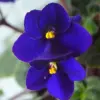 African Violet Live Plant, Dark Blue Flower, 4 Inch Pot, Indoor Houseplant, Ready to Grow