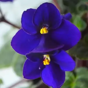 African Violet Live Plant, Dark Blue Flower, 4 Inch Pot, Indoor Houseplant, Ready to Grow