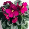 African Violet Live Plant, Indoor Flowering Houseplant, 4-Inch Pot, Burgundy Red Blooms, Easy Care