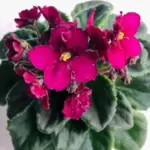 African Violet Live Plant, Indoor Flowering Houseplant, 4-Inch Pot, Burgundy Red Blooms, Easy Care