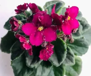 African Violet Live Plant, Indoor Flowering Houseplant, 4-Inch Pot, Burgundy Red Blooms, Easy Care