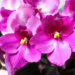 African Violet Live Plant Pink Flower 4 Inch Pot Indoor Houseplant