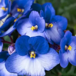 African Violets Live Houseplant Blue White Flower 4 Inch Pot Indoor Garden Plant