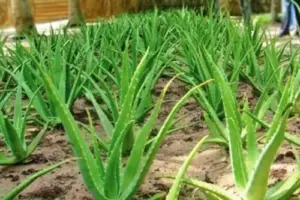 Aloe Vera Plant Live 4 Inch Potted Succulent Houseplant Indoor Easy Care