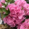 Azalea Plants Live Pink 1 Gallon Pot - Established Rhododendron Tree with Vibrant Blooms