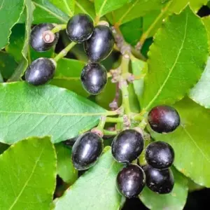 Bay Leaf Plant Tree Laurus Nobilis Live Plant Sweet Bay Laurel Starter 5-10 Inches Tall Green