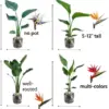 Bird of Paradise Live Plant Tropical Houseplant Strelitzia Reginae 5-9in Tall No Pot