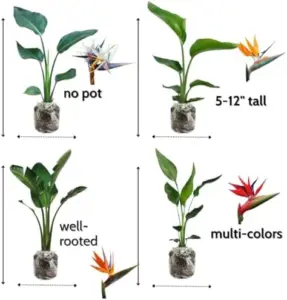 Bird of Paradise Live Plant Tropical Houseplant Strelitzia Reginae 5-9in Tall No Pot