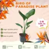 Bird of Paradise Plant Live Tropical Strelitzia Reginae Orange Flowering Plant 5-10 Inches Tall for Planting