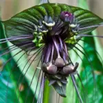 Black Bat Orchid Plant Live Indoor Rare Flower Houseplant 5-9 Tall Black