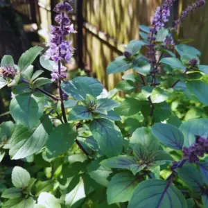 Blue African Basil Live Plants 4-Pack, Starter Herb Plant Pot, 3-5 Inch Height