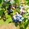 Blueberry Plant Live 1-2 Yr Old, Sweet Blueberry Bush for Planting, Sharpblue Variety, Fruit