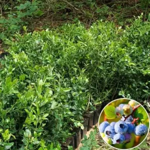 Blueberry Plant Live 5-10 inch Tall Well Rooted Bush Large Sweet Berries for Planting