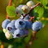 Blueberry Plants Live for Planting Highbush Bushes 1 Year Old Northern Varieties 3 Pack