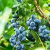 Blueberry Plants Live for Planting Highbush Bushes 1 Year Old Northern Varieties 3 Pack