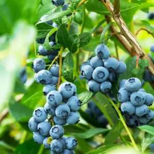 Blueberry Plants Live for Planting Highbush Bushes 1 Year Old Northern Varieties 3 Pack