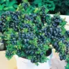 Blueberry Trees Live Plant for Planting 5-10 inch Tall Sweet Bush Large Fruit Bareroot