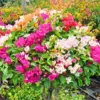 Bougainvillea Plants Live 2-Pack Flowering Vine Outdoor Garden Trellis 5-9 Inch Tall Assorted Colors Hardy
