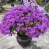 Bougainvillea Plants Live Trees Bright Purple Outdoor Trailing Vines Bush 5-10" Tall Well-Rooted
