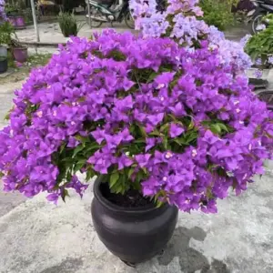 Bougainvillea Plants Live Trees Bright Purple Outdoor Trailing Vines Bush 5-10" Tall Well-Rooted