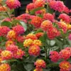 Bright Pink Lantana Live Plants 4-Pack Perennial Colorful Flowers Starter for Outdoor Gardens