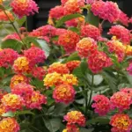 Bright Pink Lantana Live Plants 4-Pack Perennial Colorful Flowers Starter for Outdoor Gardens