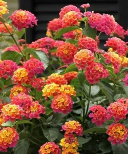 Bright Pink Lantana Live Plants 4-Pack Perennial Colorful Flowers Starter for Outdoor Gardens