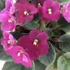 Burgundy Red African Violet Live Plant, 4 Inch Pot, Flowering Indoor Garden Perennial