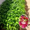 Burgundy Red Passion Flower Plant Live 5-8 Inch Tall Passiflora Vine Fragrant Climbing Plant for Garden Trellis