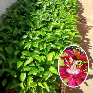 Burgundy Red Passion Flower Plant Live 5-8 Inch Tall Passiflora Vine Fragrant Climbing Plant for Garden Trellis