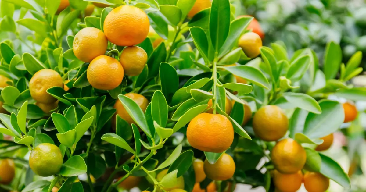 Calamondin-Tree-in-summer