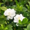 Cape Jasmine Plants Live, Frost Proof Gardenia, 5-7 inch Tall, Fragrant, Evergreen Shrubs for Home Garden