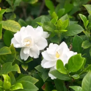 Cape Jasmine Plants Live, Frost Proof Gardenia, 5-7 inch Tall, Fragrant, Evergreen Shrubs for Home Garden