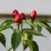 Chiltepin Pepper Live Plants, Tepin Chili, Set of 2, 7-9 Inches Tall, Perennial, Hot Pepper for Planting
