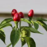 Chiltepin Pepper Live Plants, Tepin Chili, Set of 2, 7-9 Inches Tall, Perennial, Hot Pepper for Planting