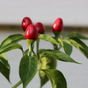 Chiltepin Pepper Live Plants, Tepin Chili, Set of 2, 7-9 Inches Tall, Perennial, Hot Pepper for Planting