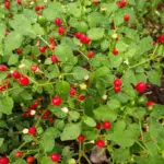 Chiltepin Pepper Live Plants, Tepin Chili, Set of 2, 7-9 Inches Tall, Perennial, Hot Pepper for Planting