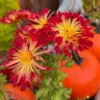 Chrysanthemum Flower Plant, Live Red Orange Mum, 5-7 Inch Tall Perennial